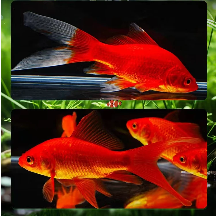 【冷链包邮】新手大尺寸多彩混色草金鱼9条7-9厘米冷水鱼活体