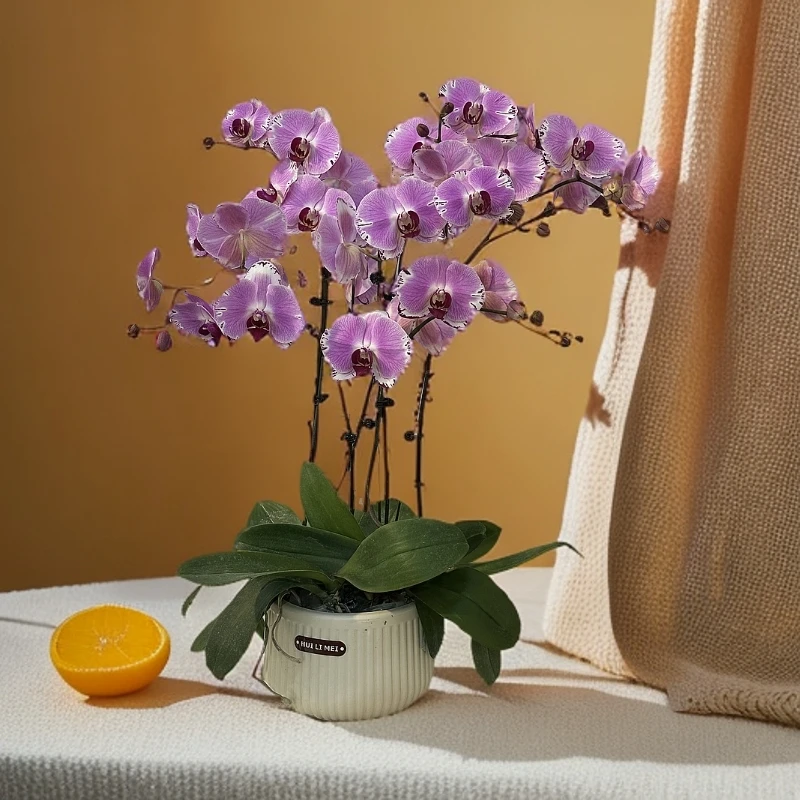 【闪边彩蝶】蝴蝶兰 好养耐养花期长 苗情优质 基地直发