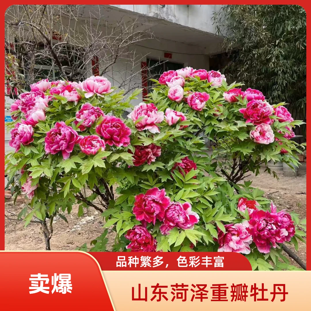 精品菏泽牡丹花苗重瓣观赏基地现挖现发