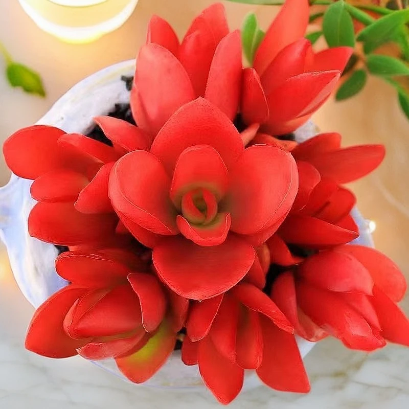 火祭星花怒放 阳台露台办公室 绿植植物