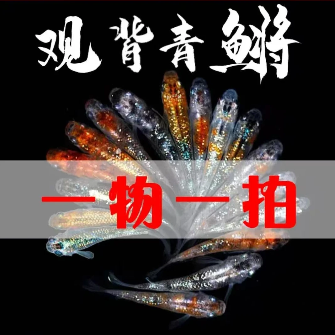 青鳉鱼粮100毫升