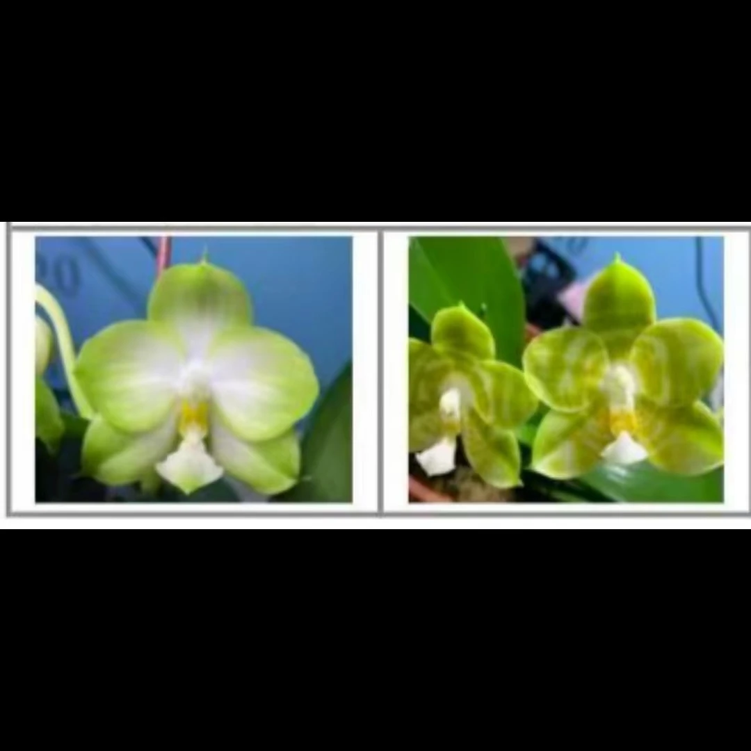 2.5寸 佳和翡翠交弥陀反射王-苗【叶瑕】 原生趣味兰蝴蝶兰花