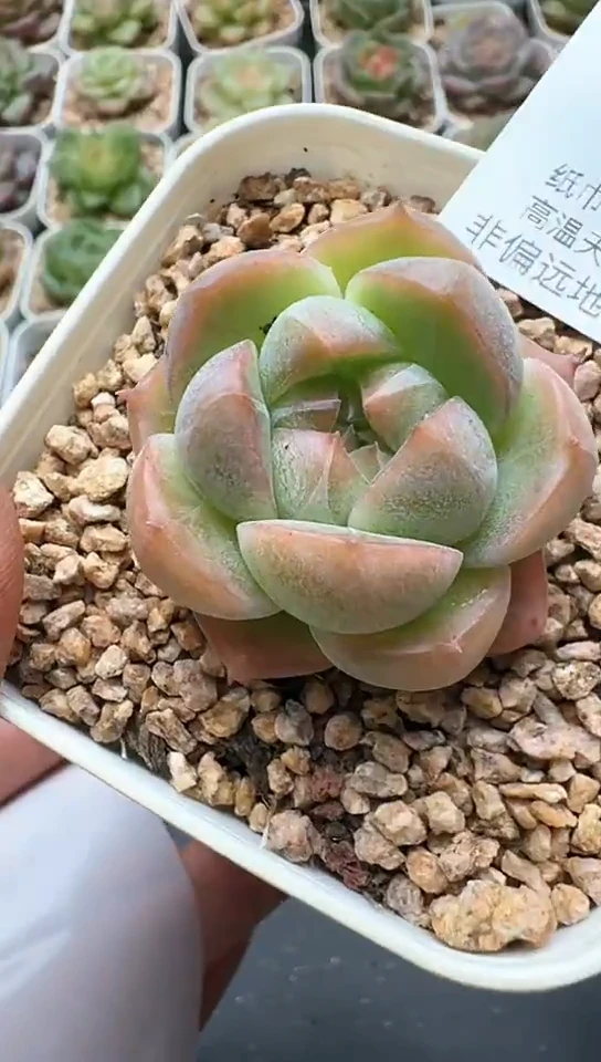 308F云禹多肉植物 默认脱土纸巾打包 3颗包邮