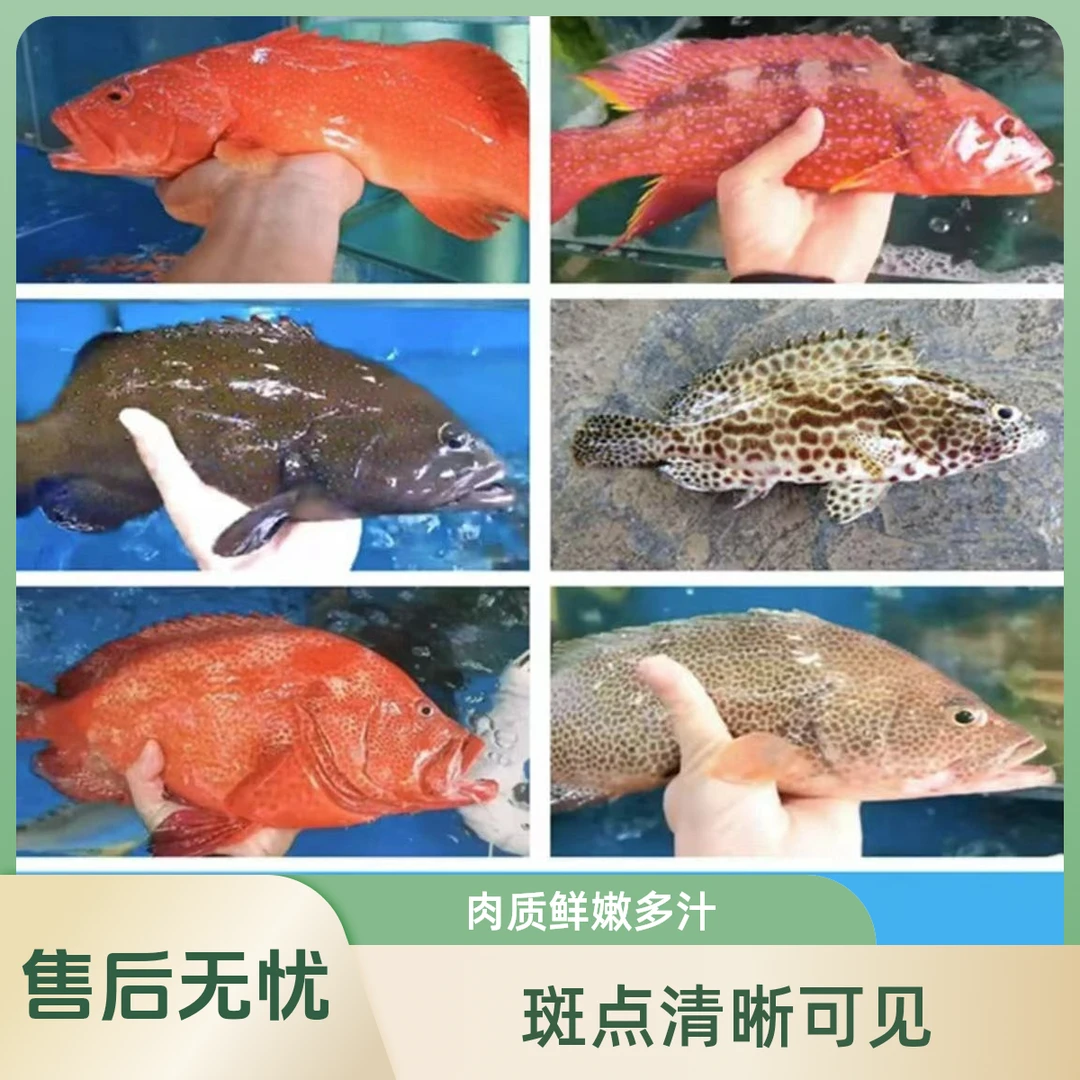 【东星斑杂鱼】5斤海鱼组合东星斑老虎斑龙胆珍珠斑红瓜子