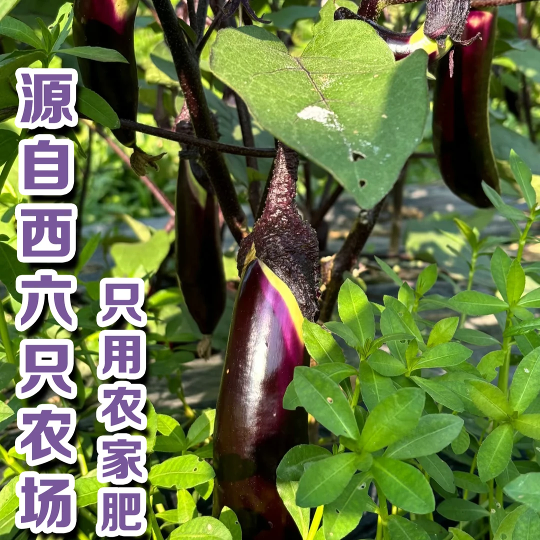 山西太行山高海拔紫色长茄子现摘现发火锅食材时令蔬菜农家种植