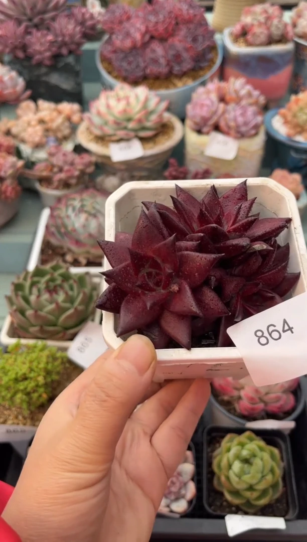 864三头罗宾多肉