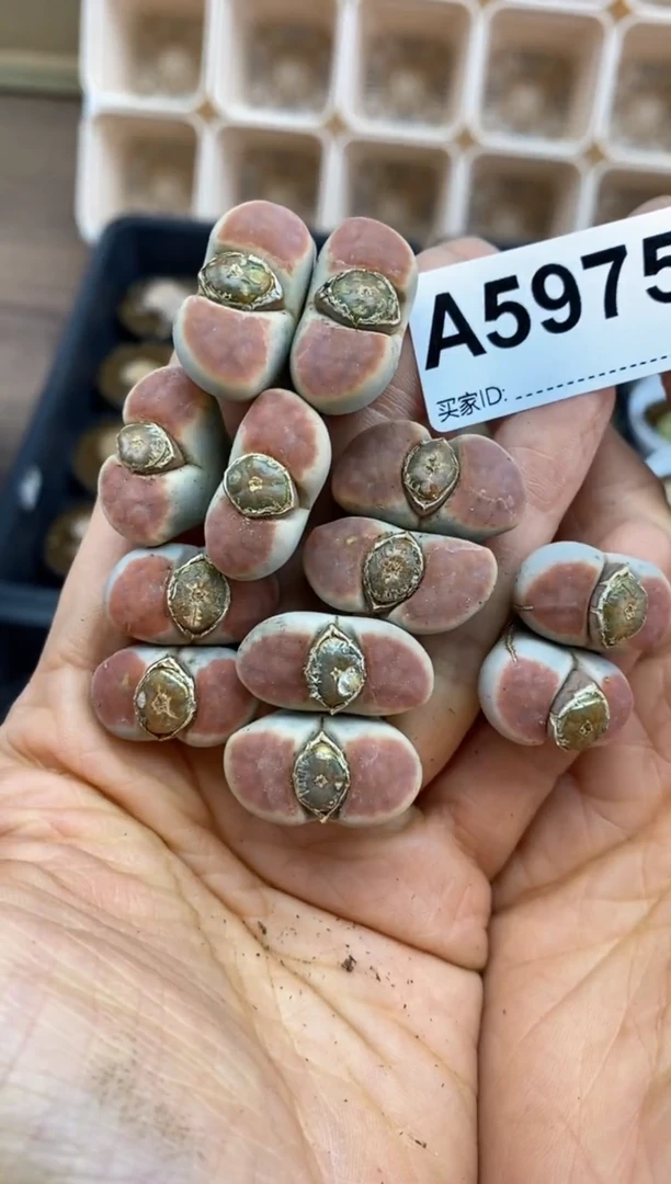 【闪购商品】5975直播一物一拍