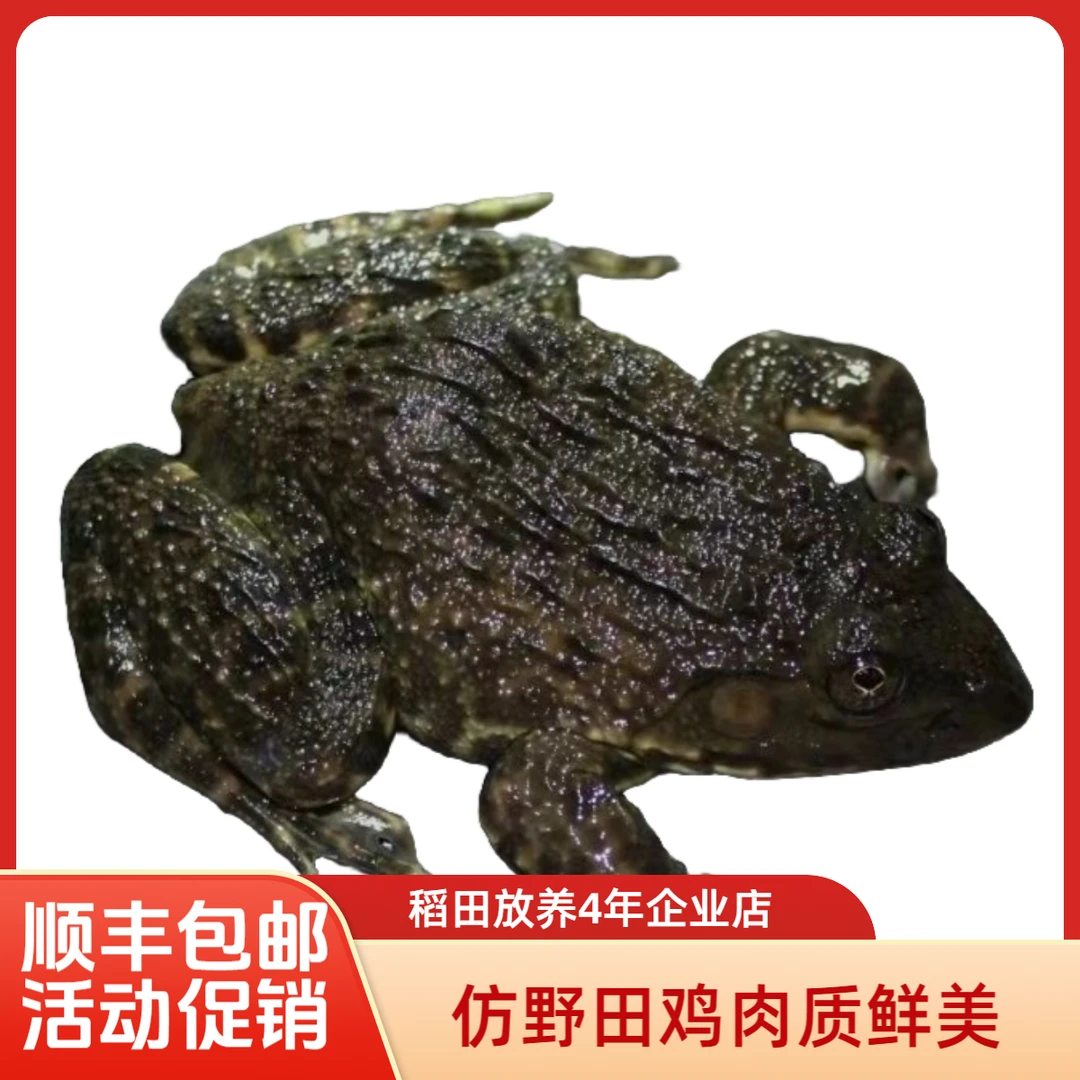 生态仿野田鸡 散养藕田蛙稻田 单只3两左右 田鸡4.5-5斤 现捉现发