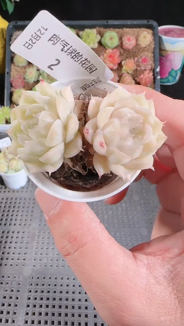 1202-02多肉群生不包整