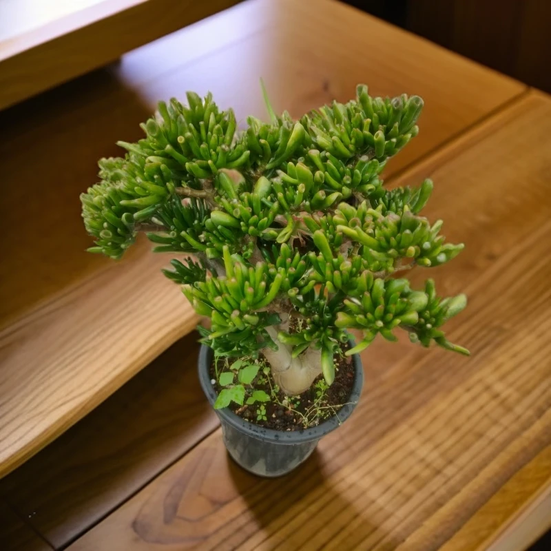 中号吸财树   皮实好养  老桩多肉  适合室内外种植南方北方 美观