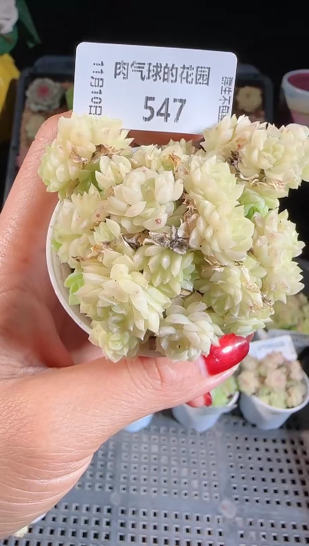 1110-547（群生不包整）