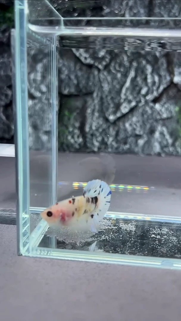 斗鱼斗鱼竞拍A100