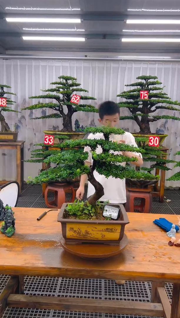 无花朵精品盆景直播间一物一拍