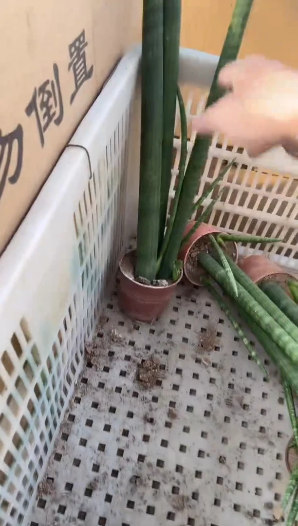 【闪购商品】3根佛前香带盆土12.8