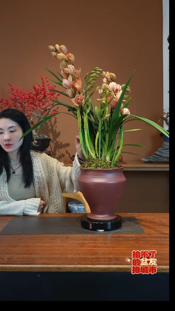 全部花朵梦境盆景盆景盆景