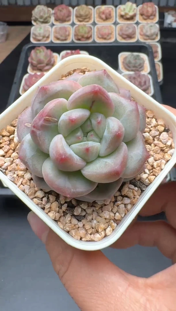 【闪购商品】486A号一物一拍多肉花卉植物拍3颗起发