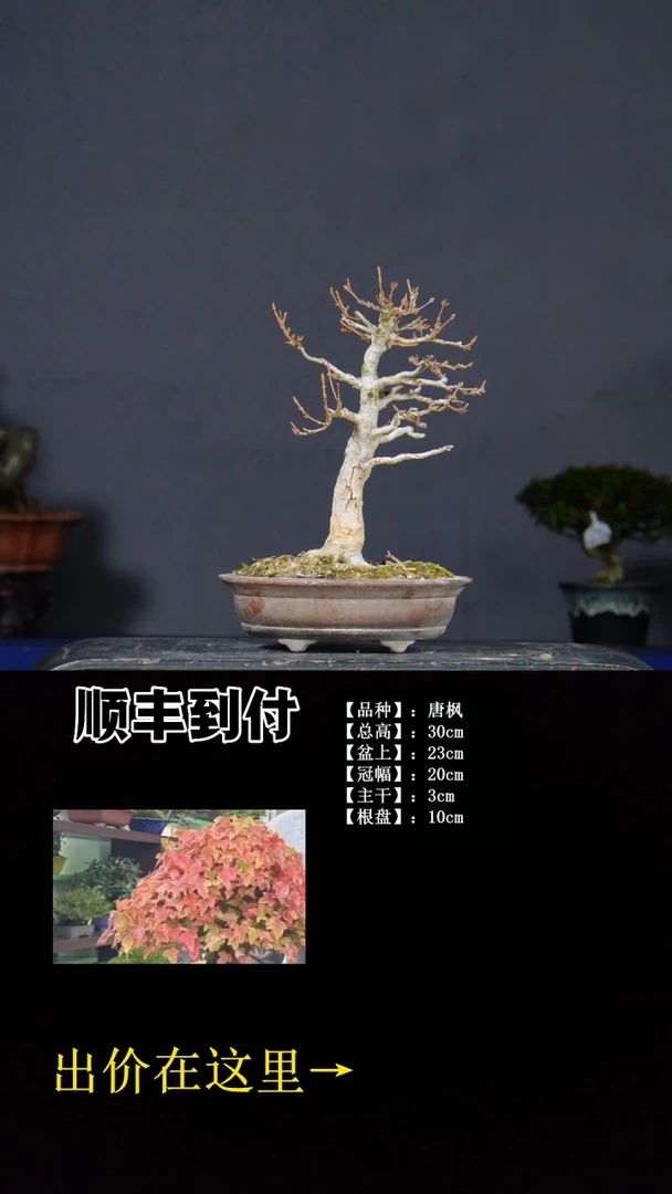 无花朵唐枫 不包邮