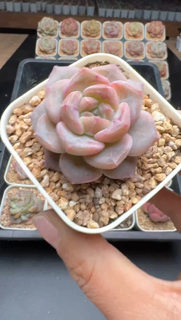 【闪购商品】660E号一物一拍多肉花卉植物3颗起发