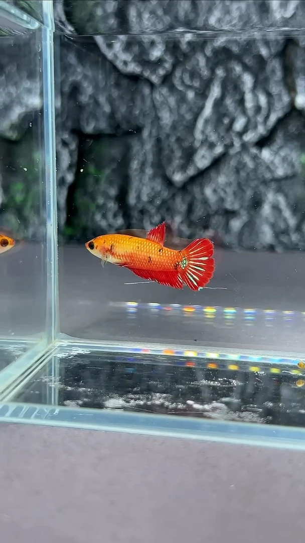 斗鱼竞拍链接A035