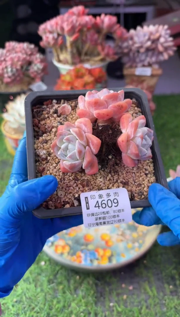 昆明印象多肉4609