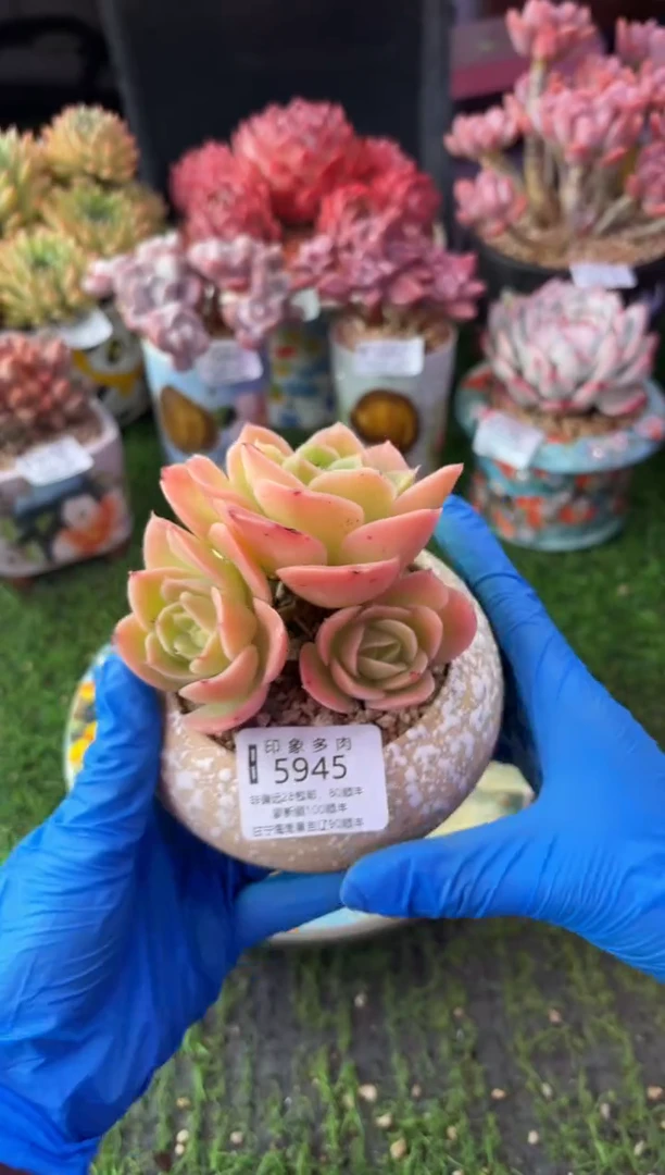 昆明印象多肉5945