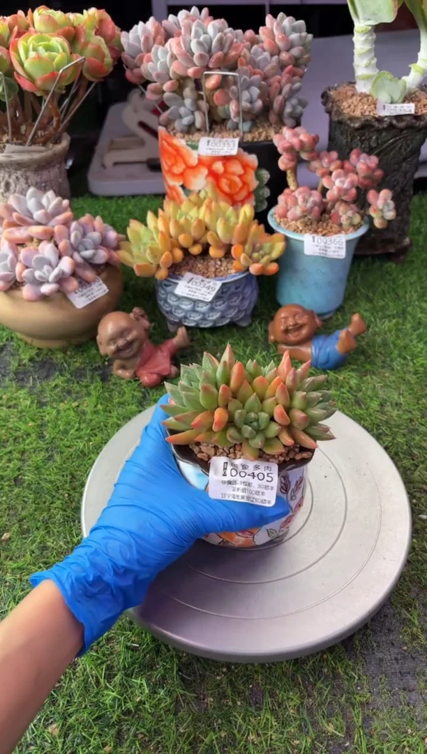 昆明印象多肉00405