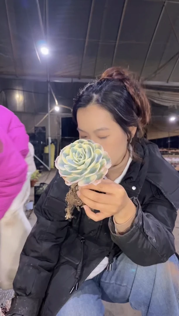 【闪购商品】21-单头起玉蝶锦