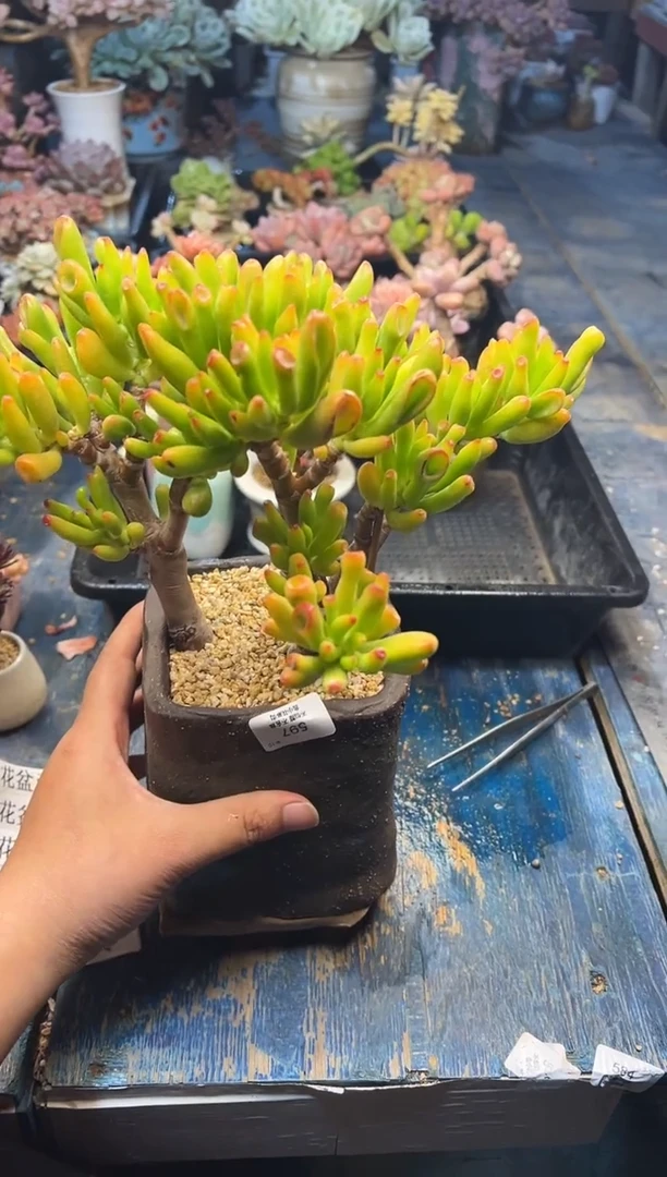 ?****n597             不带盆
