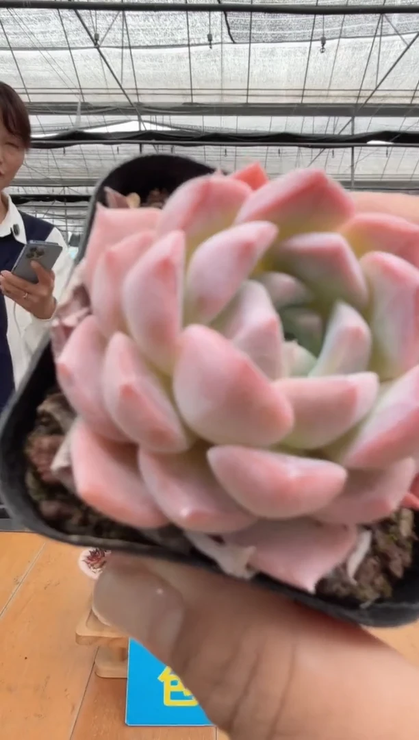 东云多肉园二店-53