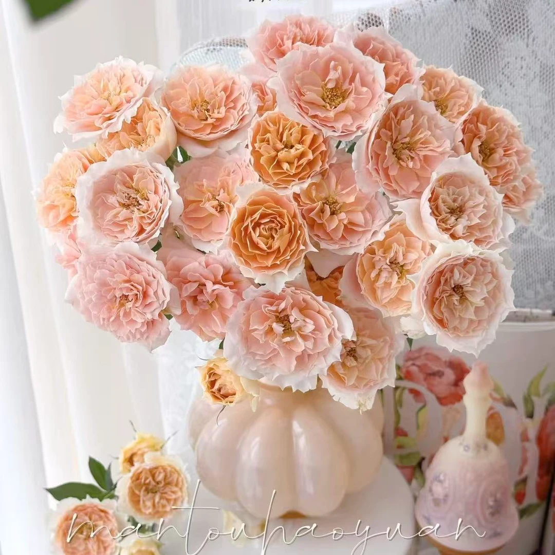 【杏色拉拉队多头玫瑰 】一单鲜花发普通快递，两单升级顺丰冷链发