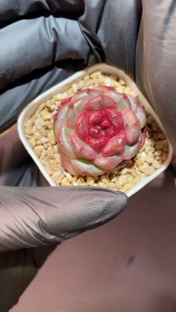 闪购1017 魅骨多肉一颗  3.5厘米