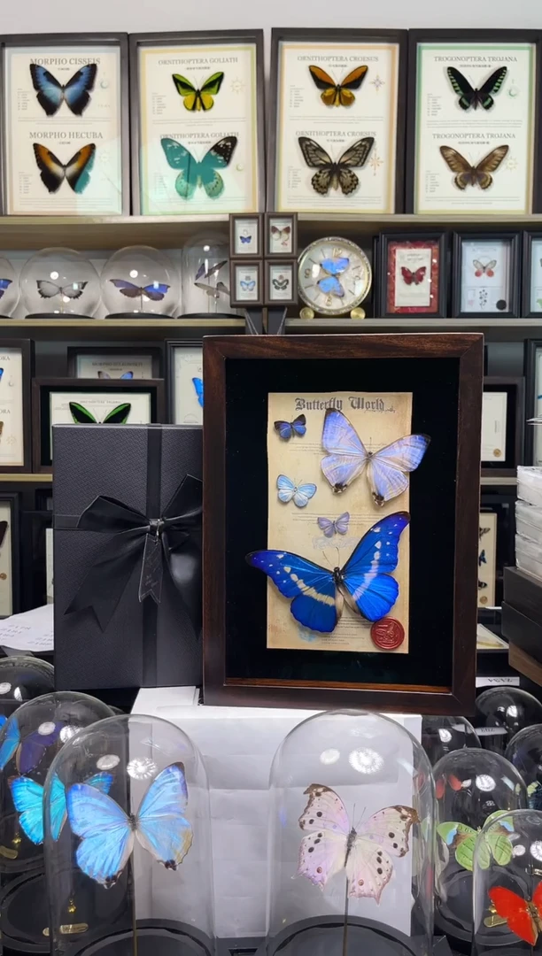 夜明珠+光明女神+妩灰蝶+雅灰蝶+优雅灰蝶-A4香樟木框+黑色礼盒