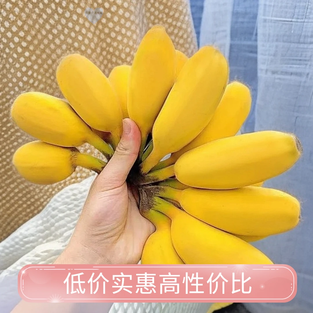 当季新鲜广东纯正苹果蕉天然鲜果新鲜直采口感软糯香蕉整箱大量