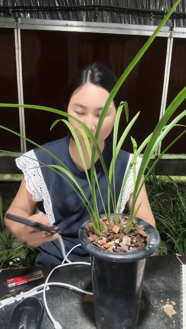 无花朵兰陵牡丹 2088