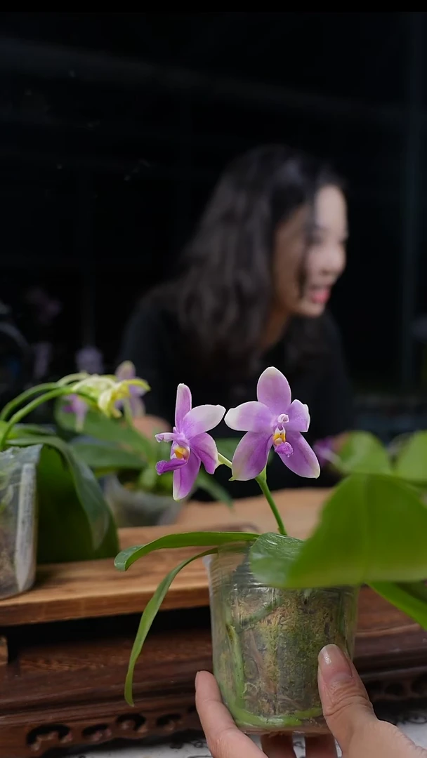大部分花苞少量开放蓝派交蓝珍妮