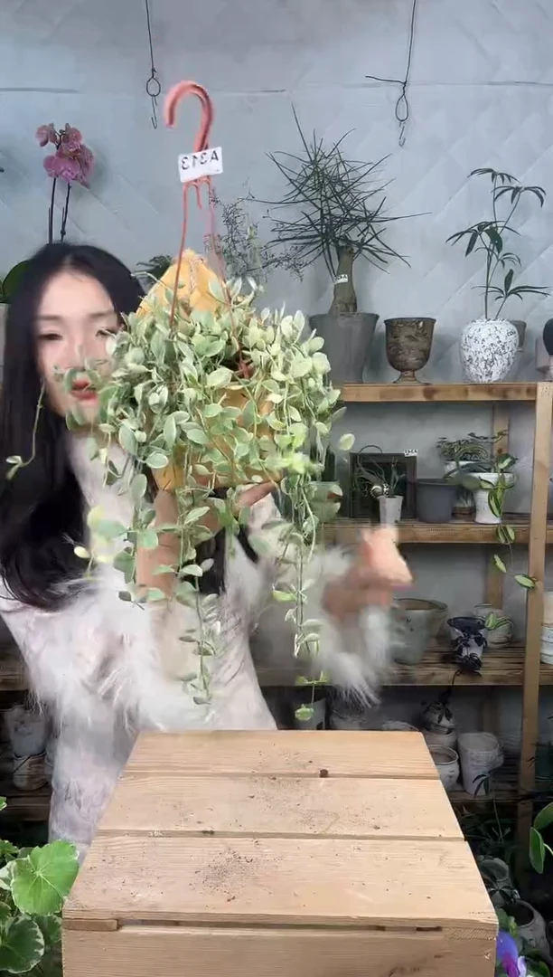无花朵313金边粉翠加蓝子