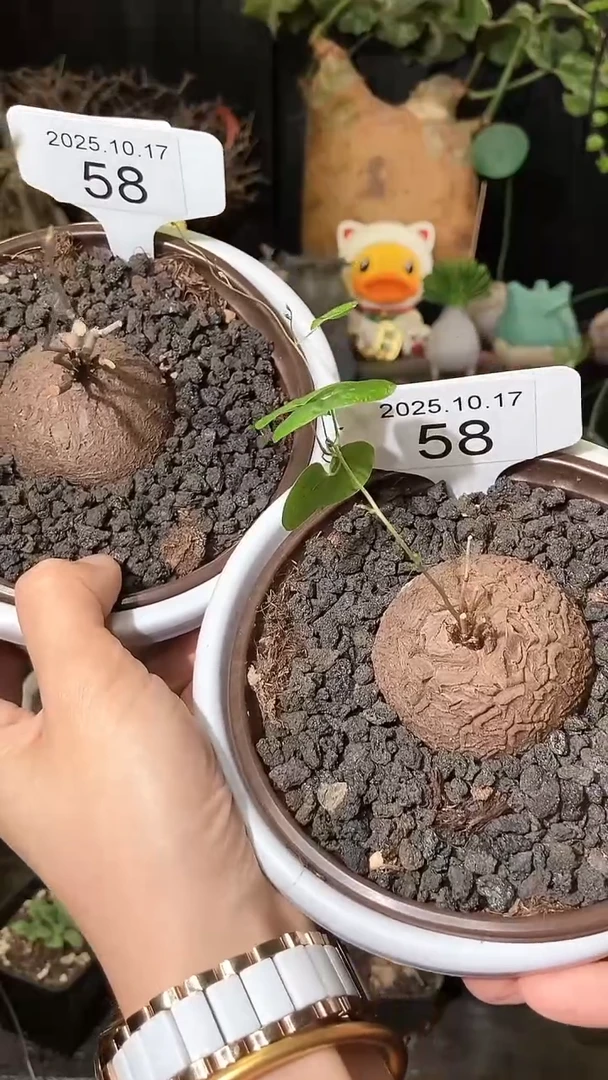 58号1017福利特价南非龟甲龙套餐