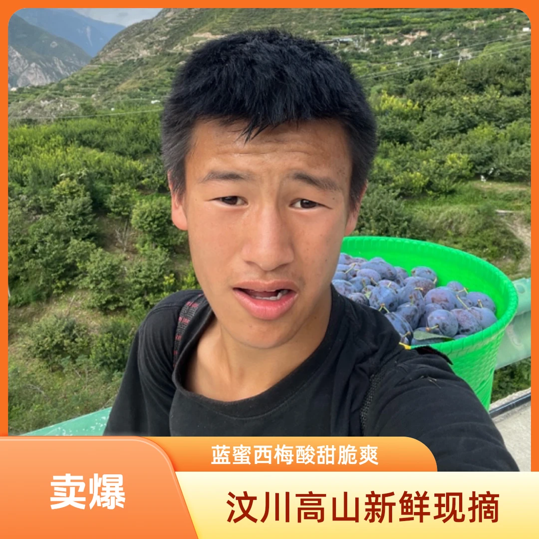 汶川高山新鲜现摘套袋蓝蜜西梅鲜果酸甜脆爽应季水果