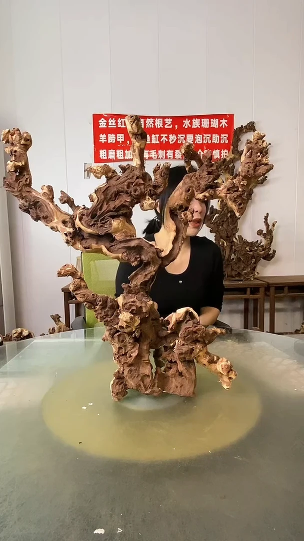 木?****ଓ金丝红木 羊蹄甲