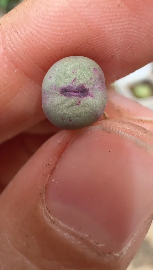 28-254多肉植物肉锥