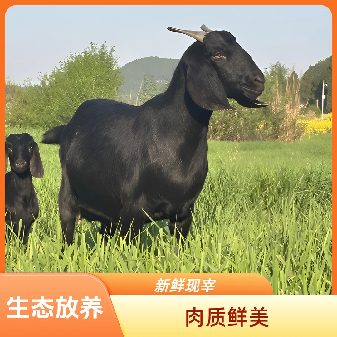 剔骨纯肉【直播间称重改价】散养散放黑山羊肉