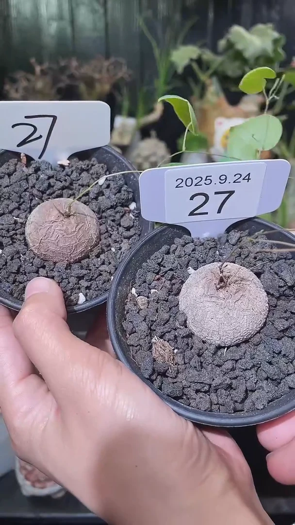 号924福利南非龟甲龙买1个送1个