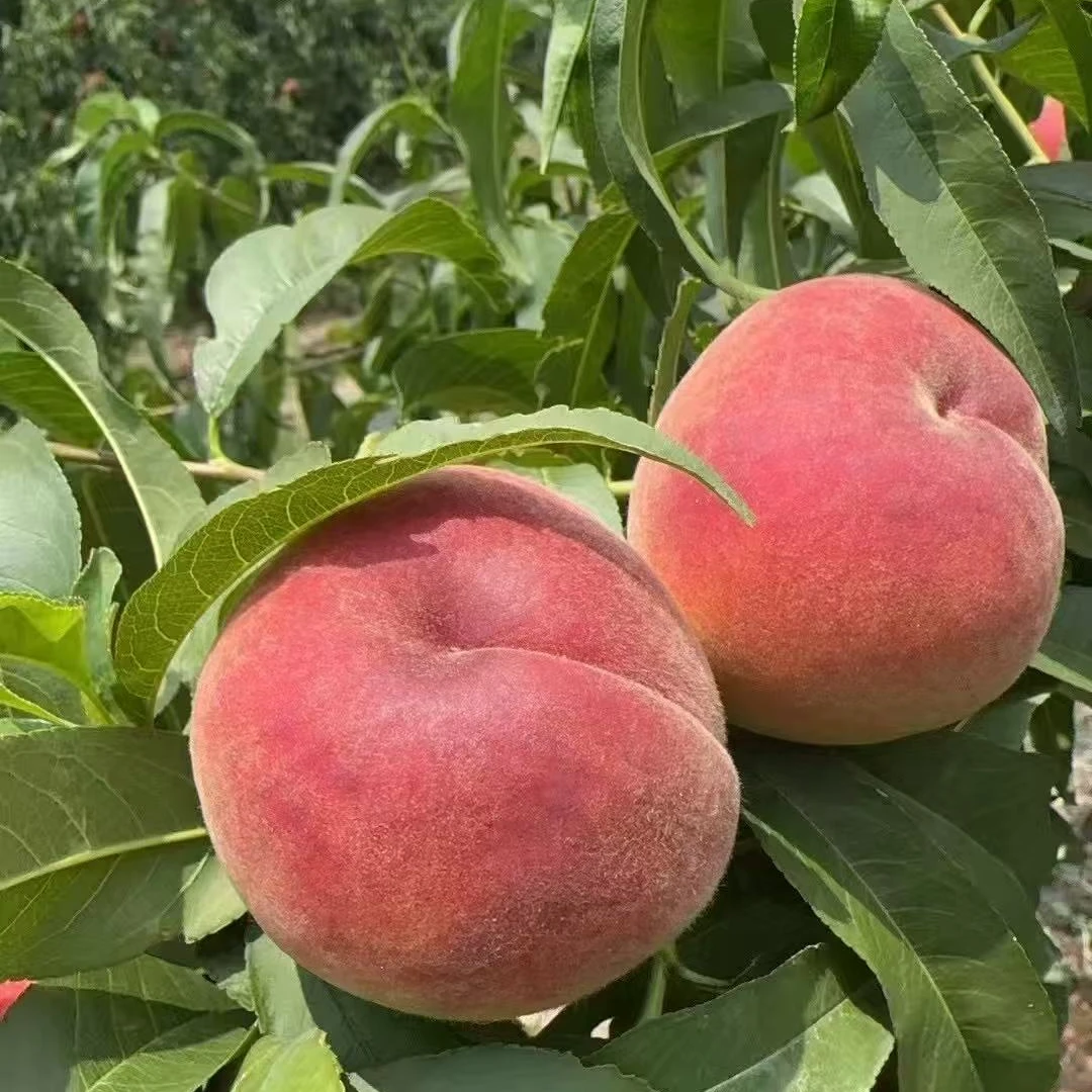 水蜜桃新鲜采摘脆甜爽口应季水果好看好吃
