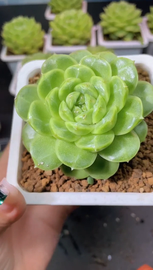 193翡冷翠一物一拍