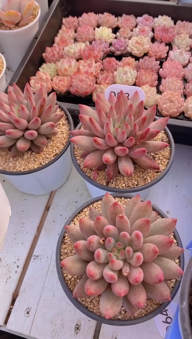 【闪购商品】D884-紫虞美人脱土发（量拍）