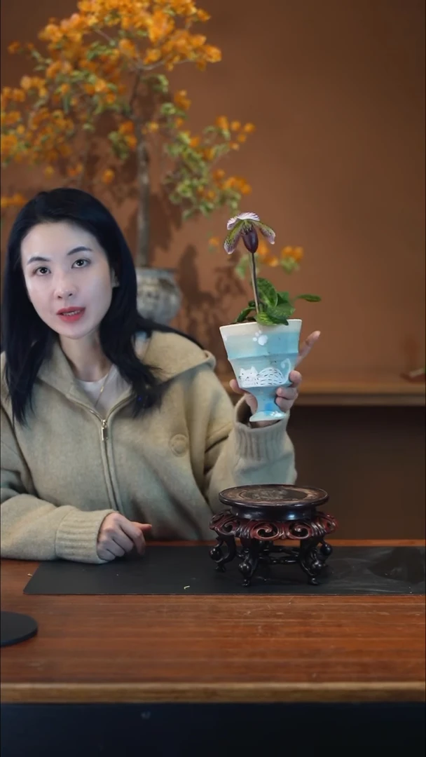 全部花朵红魔帝盆景盆景盆景