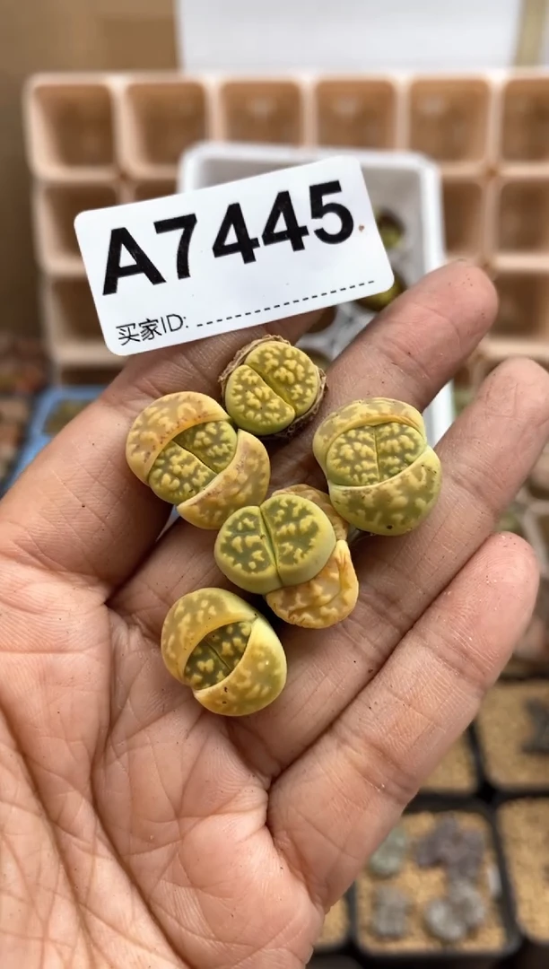 【闪购商品】7445直播间一物一拍链接