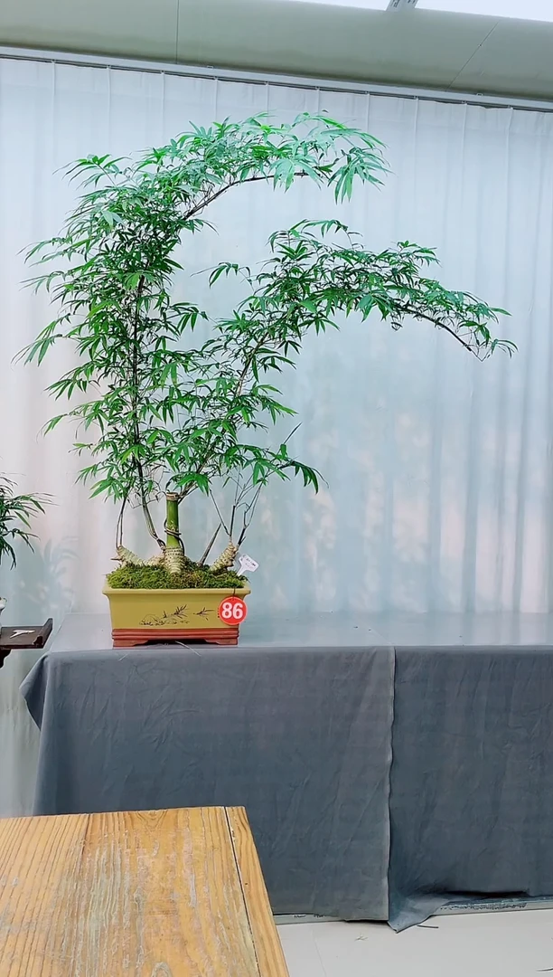 无花朵竹子盆景盆栽