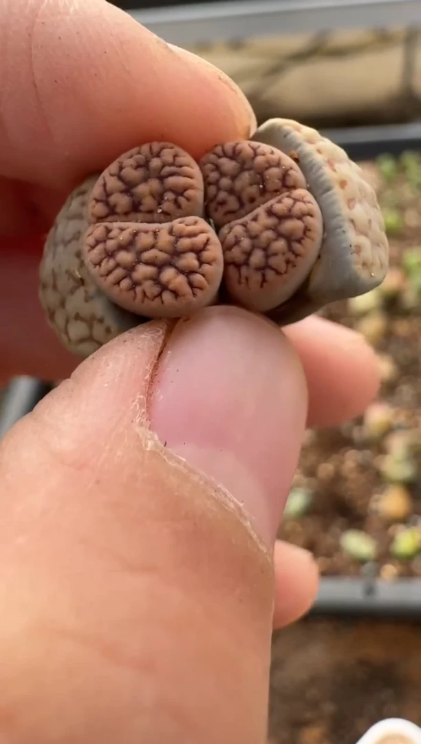 【闪购商品】7-378