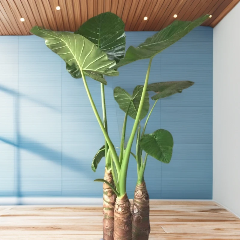 水培绿植霸王芋又名吸气土培造型滴水观音办公室巨型结果醛海芋